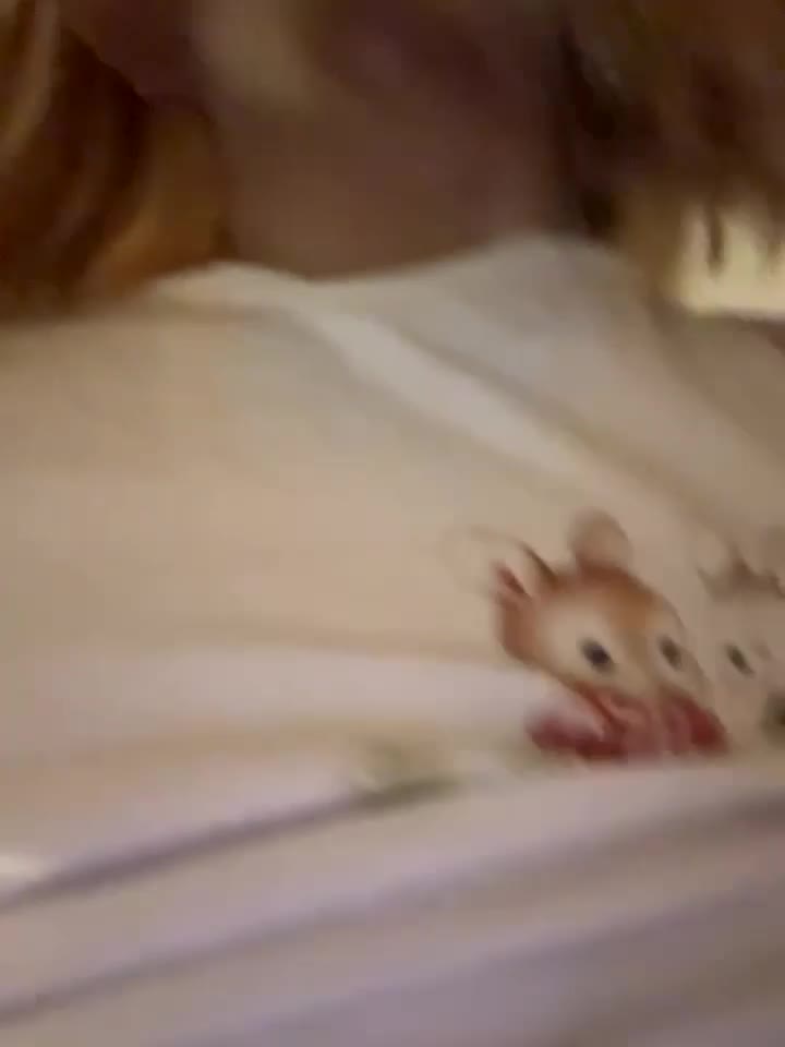 SweetBunnyGF
